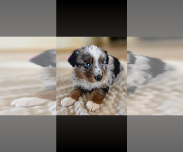 Medium Photo #1 Australian Shepherd Puppy For Sale in APACHE JUNCTION, AZ, USA