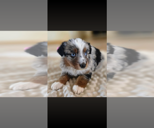 Australian Shepherd Puppy for sale in APACHE JUNCTION, AZ, USA