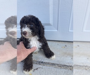 Goldendoodle (Miniature) Puppy for sale in BROOKSVILLE, FL, USA