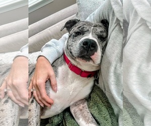 Cherry - Female Mutt Dog for Adoption - Photo #3