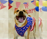 Small #1 American Pit Bull Terrier-Labrador Retriever Mix