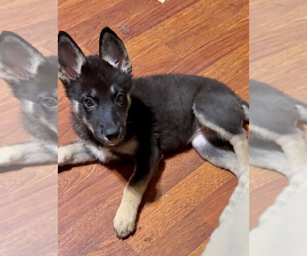 Medium Photo #2 German Shepherd Dog-Huskies  Mix Puppy For Sale in Dana Point, CA, USA
