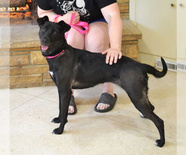 Medium Photo #4 Mutt Puppy For Sale in Germanton, TN, USA