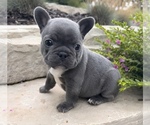 Small Photo #8 French Bulldog Puppy For Sale in HUDSONVILLE, MI, USA