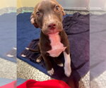 VELMA - Female Labrador Retriever-Unknown Mix Dog for Adoption - Small photo