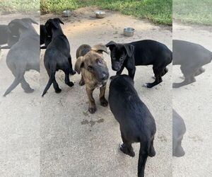Labrador Retriever-Unknown Mix Dogs for adoption in The Woodlands, TX, USA