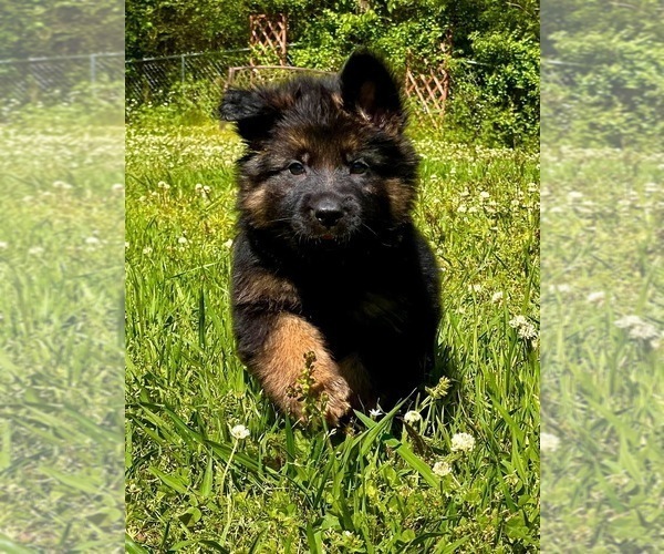 Medium Photo #9 German Shepherd Dog Puppy For Sale in GADSDEN, AL, USA