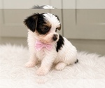 Small Yorkshire Terrier