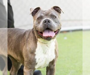 American Pit Bull Terrier Dogs for adoption in Camarillo, CA, USA