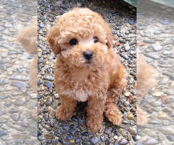 Medium Photo #1 Poodle (Toy) Puppy For Sale in MATTOON, IL, USA