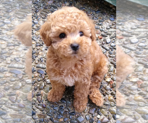 Poodle (Toy) Puppy for sale in MATTOON, IL, USA