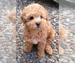 Small Poodle (Toy)