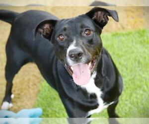 Labrador Retriever-Unknown Mix Dogs for adoption in Tallahassee, FL, USA