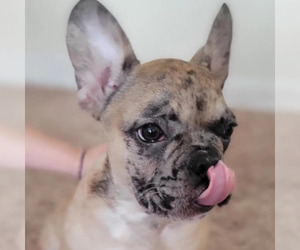 French Bulldog Puppy for sale in TAMPA, FL, USA