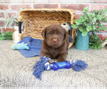 Small #8 Labrador Retriever