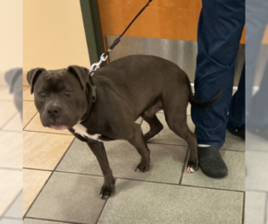 American Pit Bull Terrier-Unknown Mix Dogs for adoption in Virginia Beach, VA, USA