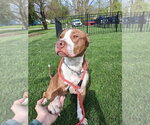 Small #5 American Staffordshire Terrier