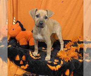Mutt Dogs for adoption in Modesto, CA, USA
