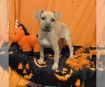 *INKY - Female Mutt Dog for Adoption - Small photo