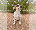 Small Photo #4 Chiweenie Puppy For Sale in PIPE CREEK, TX, USA