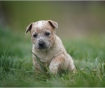 Small #2 Australian Cattle Dog