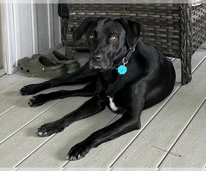 Quincey - Male Mutt Dog for Adoption - Photo #2