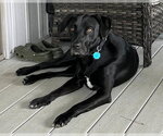 Small Photo #2 Mutt Puppy For Sale in Lake Wylie, SC, USA