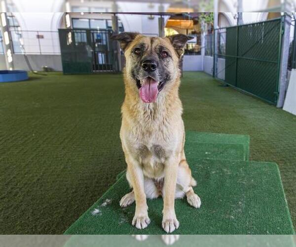 Medium Photo #3 German Shepherd Dog Puppy For Sale in Pasadena, CA, USA