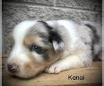 Small Photo #15 Australian Shepherd Puppy For Sale in ARBA, IN, USA
