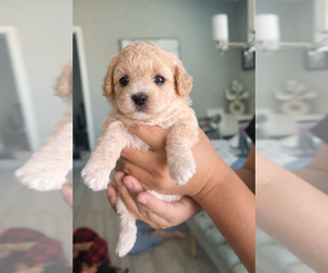Medium Poodle (Toy)
