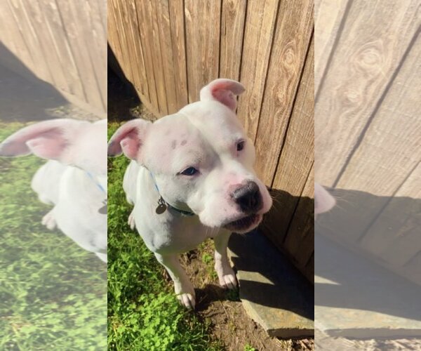 Medium Photo #3 American Bulldog-Staffordshire Bull Terrier Mix Puppy For Sale in Euless, TX, USA
