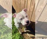 Small #2 American Bulldog-Staffordshire Bull Terrier Mix