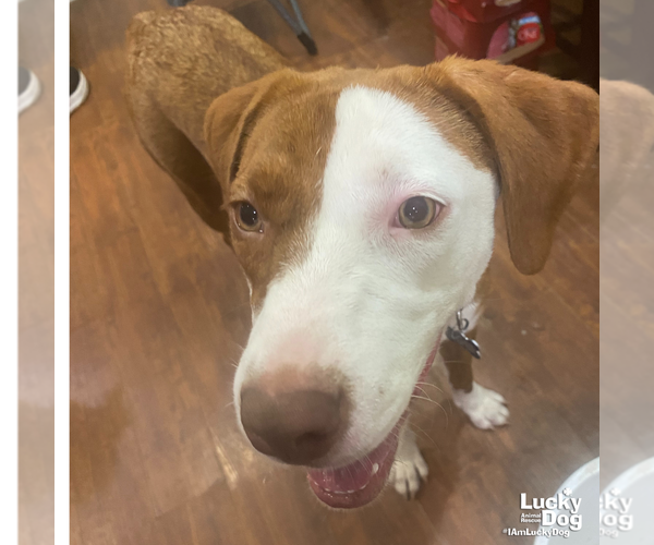 Medium Photo #8 American Foxhound-Pointer Mix Puppy For Sale in Washington, DC, USA