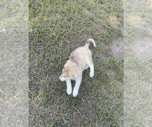 Medium Photo #23 Siberian Husky Puppy For Sale in HILLISTER, TX, USA