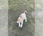Small Photo #23 Siberian Husky Puppy For Sale in HILLISTER, TX, USA