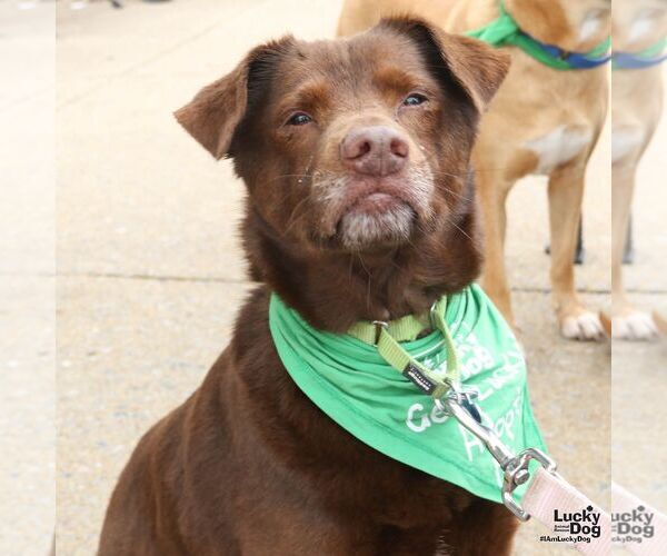 Medium Photo #2 Labbe Puppy For Sale in Washington, DC, USA