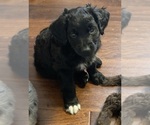Small Photo #1 F2 Aussiedoodle Puppy For Sale in ESTELLINE, SD, USA