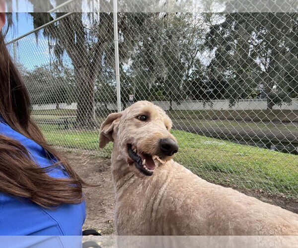 Medium Photo #12 Poodle (Standard) Puppy For Sale in Valrico, FL, USA