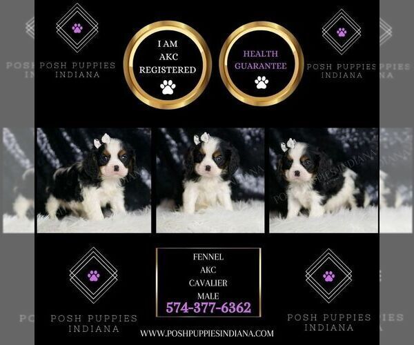 Medium Photo #67 Cavalier King Charles Spaniel Puppy For Sale in WARSAW, IN, USA