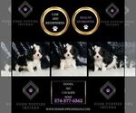 Small Photo #67 Cavalier King Charles Spaniel Puppy For Sale in WARSAW, IN, USA