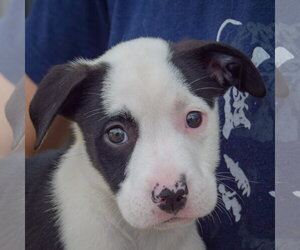 Emery - Female American Staffordshire Terrier-Border Collie Mix Dog for Adoption - Photo #6