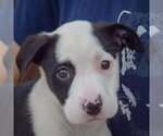Small Photo #6 American Staffordshire Terrier-Border Collie Mix Puppy For Sale in Huntley, IL, USA