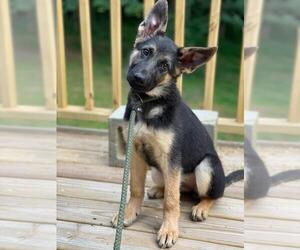 German Shepherd Dog Puppy for sale in ATLANTA, GA, USA