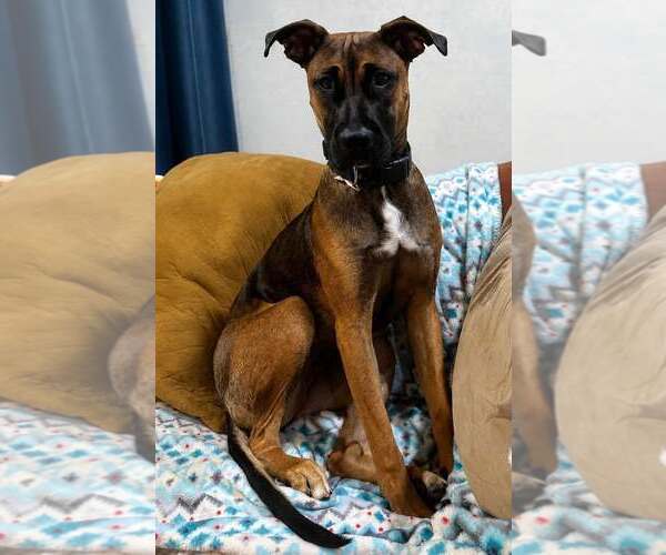 Medium Photo #2 American Pit Bull Terrier-Unknown Mix Puppy For Sale in MIDWAY, UT, USA