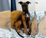 Small #1 American Pit Bull Terrier Mix