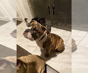 English Bulldog Puppy for sale in VANCOUVER, WA, USA