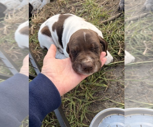 Medium Photo #12 German Shorthaired Pointer Puppy For Sale in CAMDEN, SC, USA