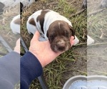 Small #11 German Shorthaired Pointer