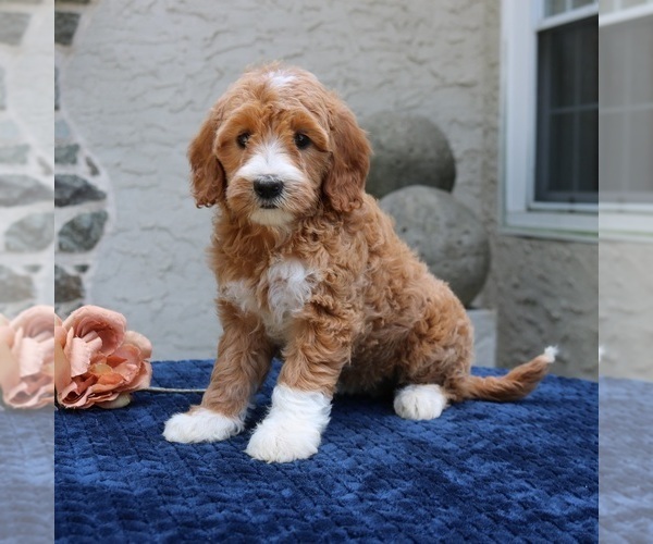 Medium Photo #1 Goldendoodle Puppy For Sale in NARVON, PA, USA