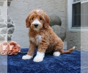 Goldendoodle Puppy for sale in NARVON, PA, USA